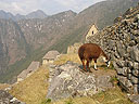 Machu-Picchu-020